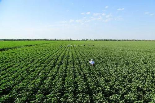 见万亩良田 赛漠上江南 --34团改善生态环境工作纪实