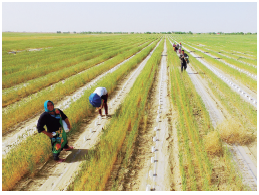 梭梭树种植视频 191888_500x500.png